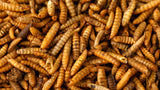 Sustainable Source - Insect Based Complete Adult Food