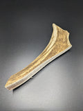 Fallow Deer Antler